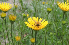 Nur 20 Prozent der Insektengiftallergiker werden auch tatsächlich behandelt. (Foto: UKJ)