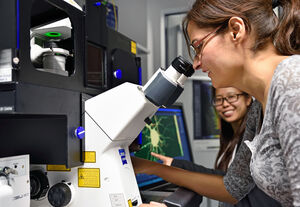 Mit hochaufgelöster 3D-live-Mikroskopie (Maryam Izadi (v.) und Wenya Hou) konnten Biochemiker des UKJ einen für den Bau des Gerüsts von Nervenzellen wichtigen Signalweg aufklären. Foto: M. Szabo/UKJ