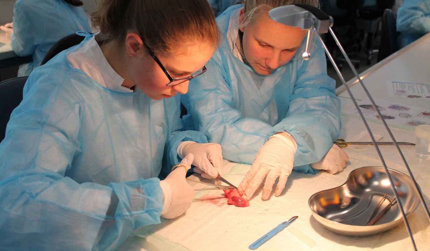 Das Forschungszentrum des Uniklinikums öffnet in den Herbstferien wieder sein Schülerlabor für künftige Herzchirurgen und Biomediziner. Anmeldungen sind bis zum 25. September möglich. Foto: D. Eppen/ UKJ