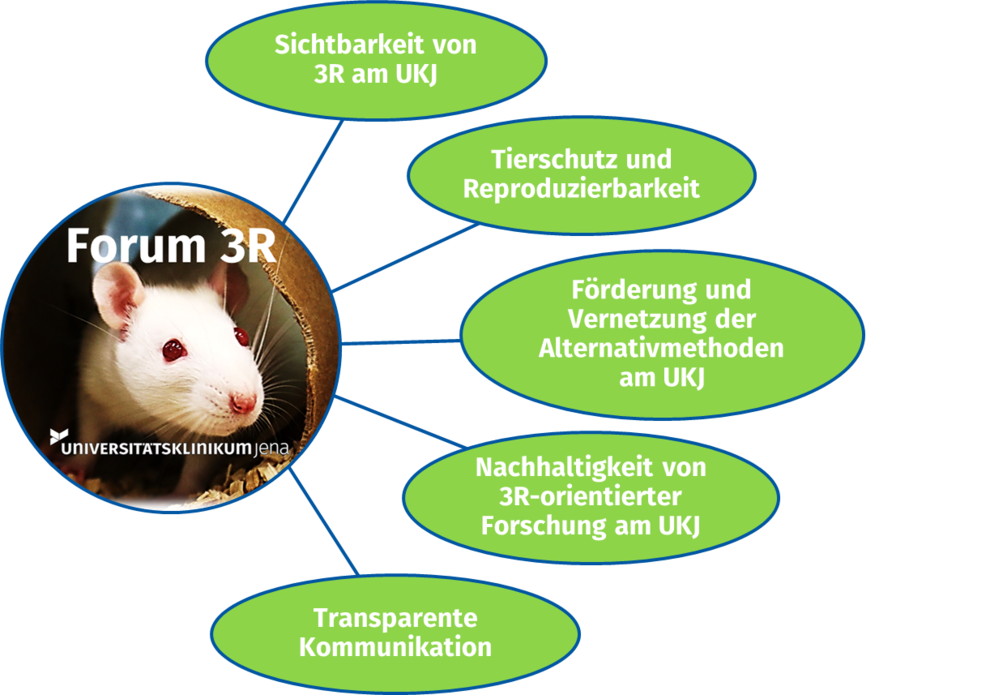 Ziel des durch den Thüringer Strategie- und Innovationsfonds geförderten Projekts ‚Forum 3R‘ ist die nachhaltige Stärkung präklinischer Methoden im Forschungsprofil des UKJ durch Förderung alternativer Modelle und Beibehaltung höchster Tierschutzstandards.