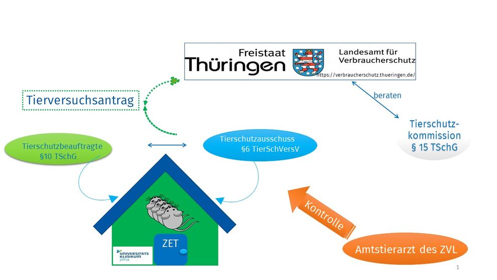 Weg der Genehmigung eines Tierversuchsantrages am UKJ