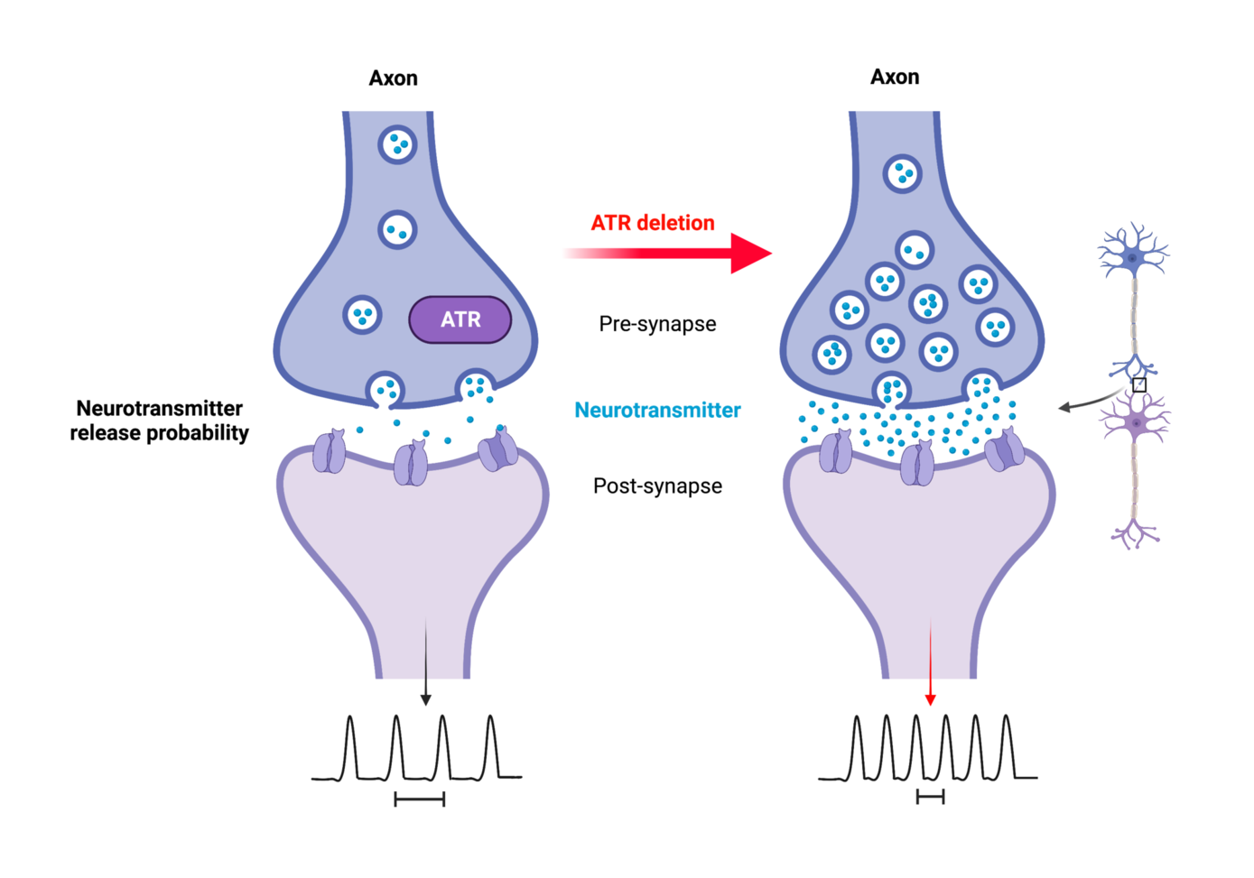 ATR is located in the presynaptic compartment and controls neuronal activity. Its loss leads to increased neurotransmitter release and excitability. ATR maintains neuronal activity and prevents epileptic attack. (Source: FLI / Kerstin Wagner & Alessandro Ori; created with BioRender.com)