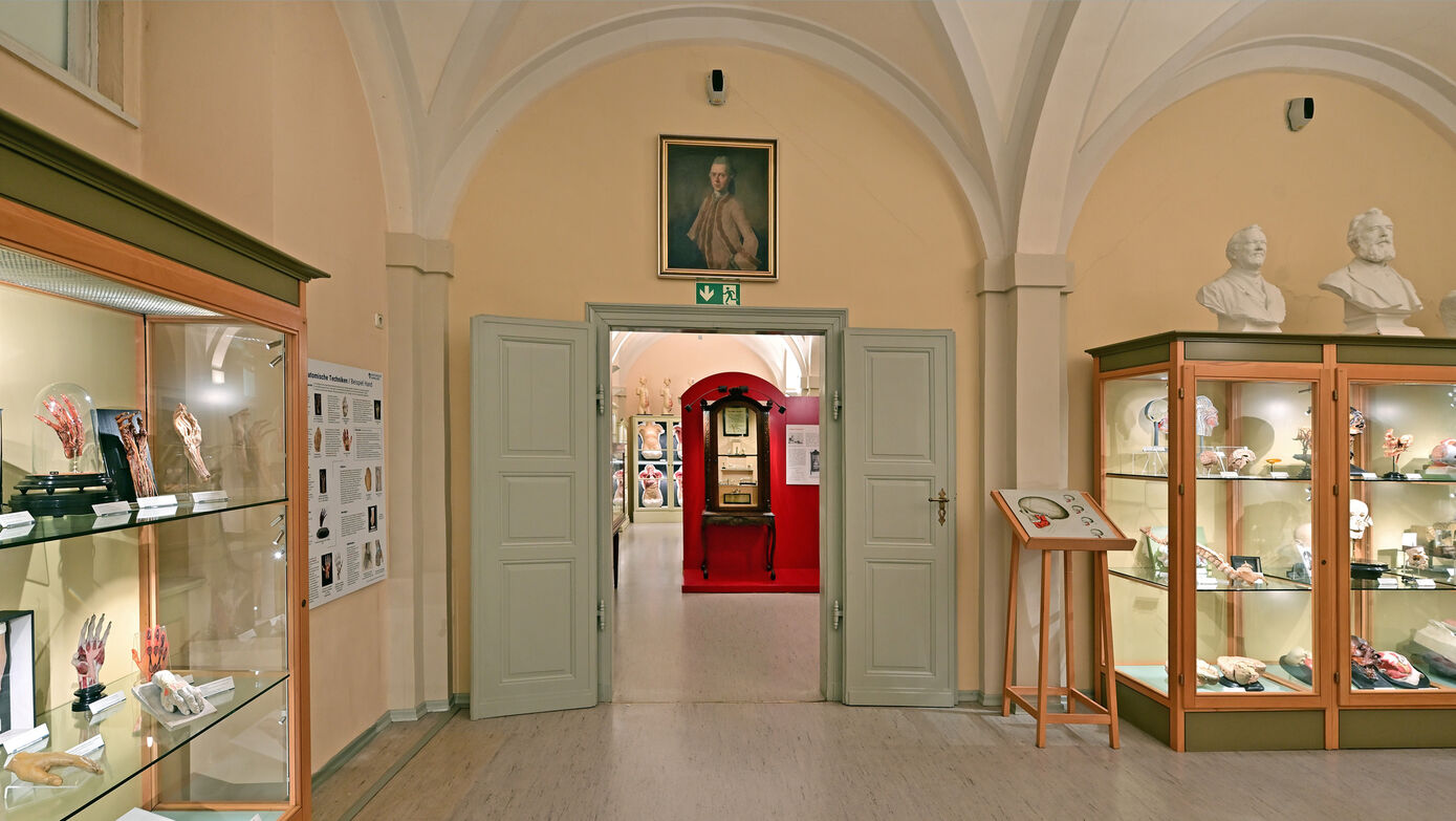 Die neu gestaltete Dauerausstellung ist im Institut für Anatomie am Teichgraben 7 ab Juni 2022 regelmäßig geöffnet. Fotos: Michael Szabó/UKJ