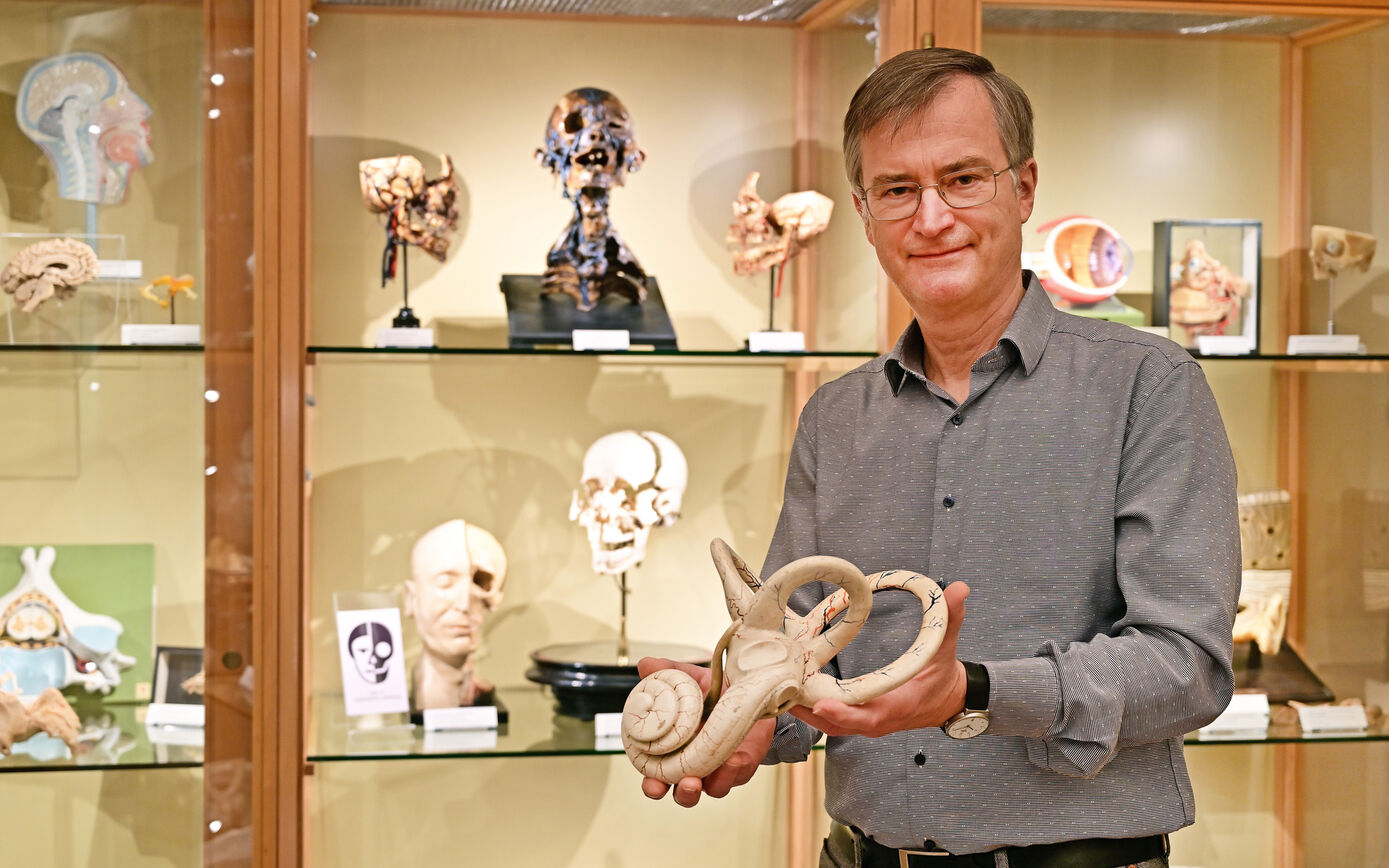 Der Kustos der Anatomischen Sammlung Jena, Prof. Dr. Dr. Christoph Redies, zeigt das Modell des Innenohrs.  