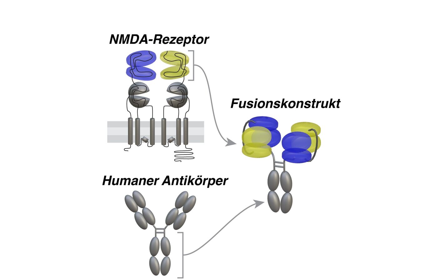 Structure of the fusion construct that is used against autoimmune encephalitis. Domains of the NMDA receptor are stained in blue and yellow. Image credits: Stefan Hallermann and Leipzig University