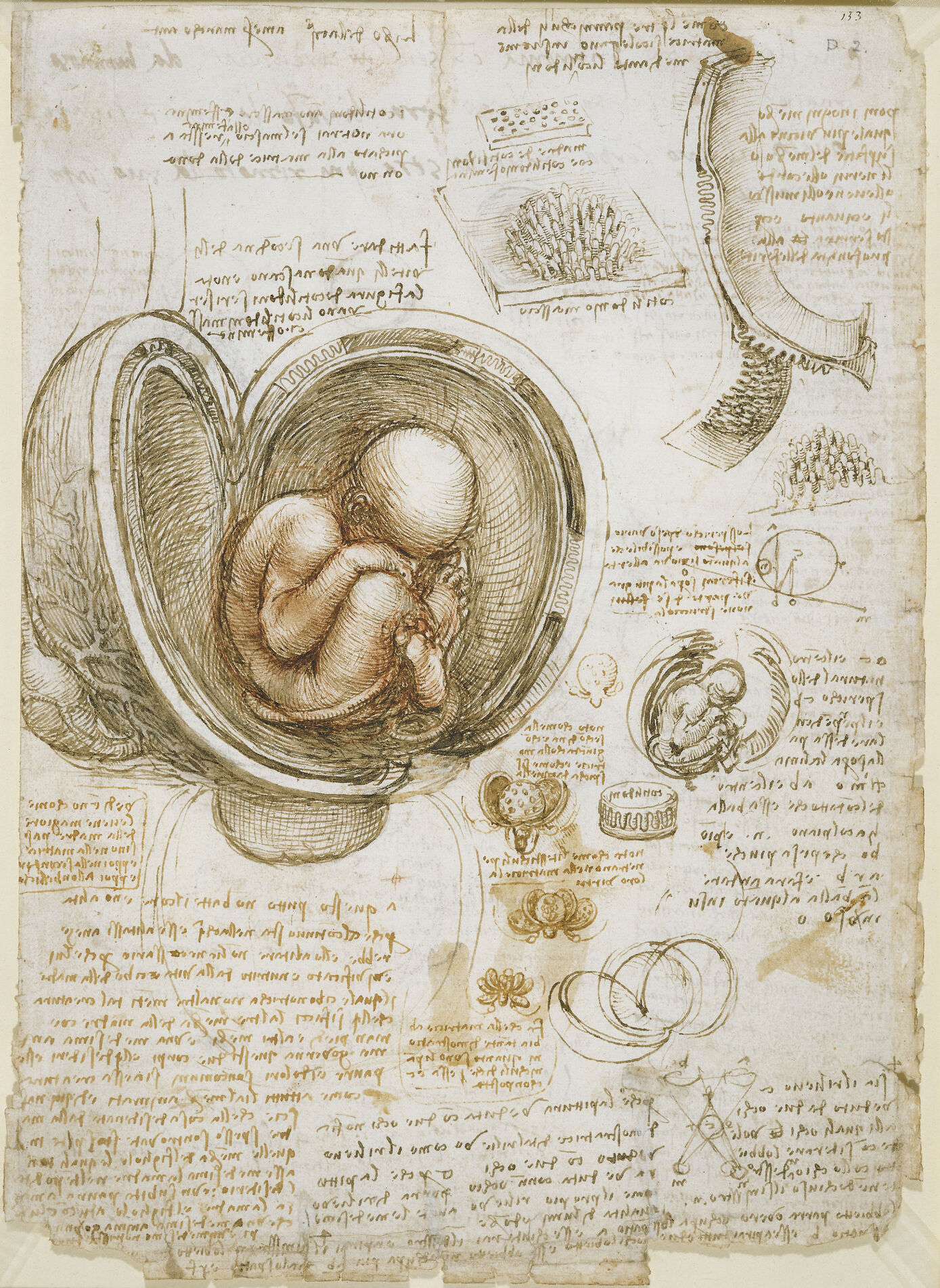 The CEPRE junior research center in Jena is concerned with the scientific, clinical and ethical aspects of early pregnancy and reproductive health. (Image: Studies of the fetus in the womb, Leonardo da Vinci, around 1511).