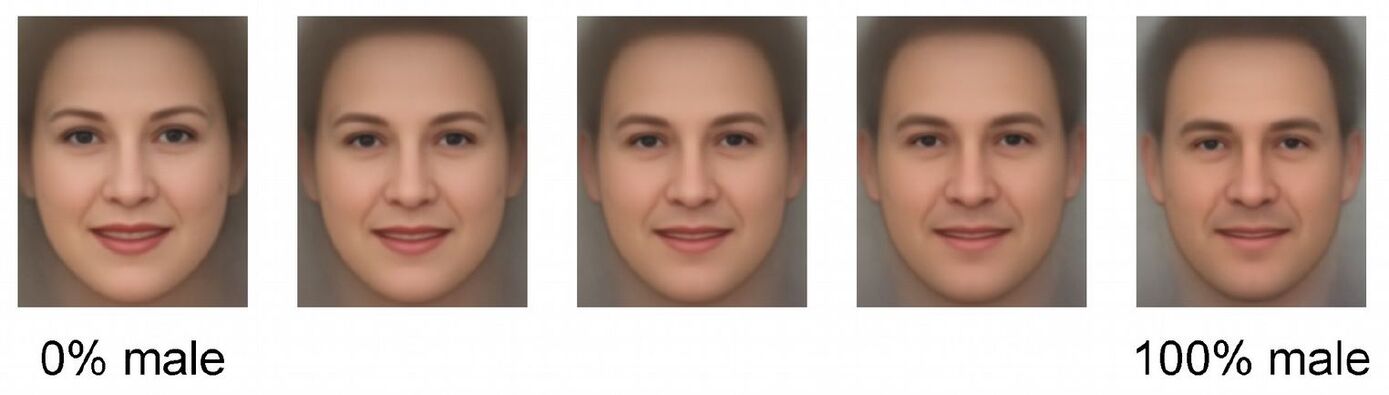 Ein Beispiel für ein Morphkontinuum, das ein weibliches Gesicht (Original- und Quellbild) in ein männliches Gesicht (Zielbild) verwandelt. 
© Sutherland, C. (2015). A basic guide to Psychomorph. University of York