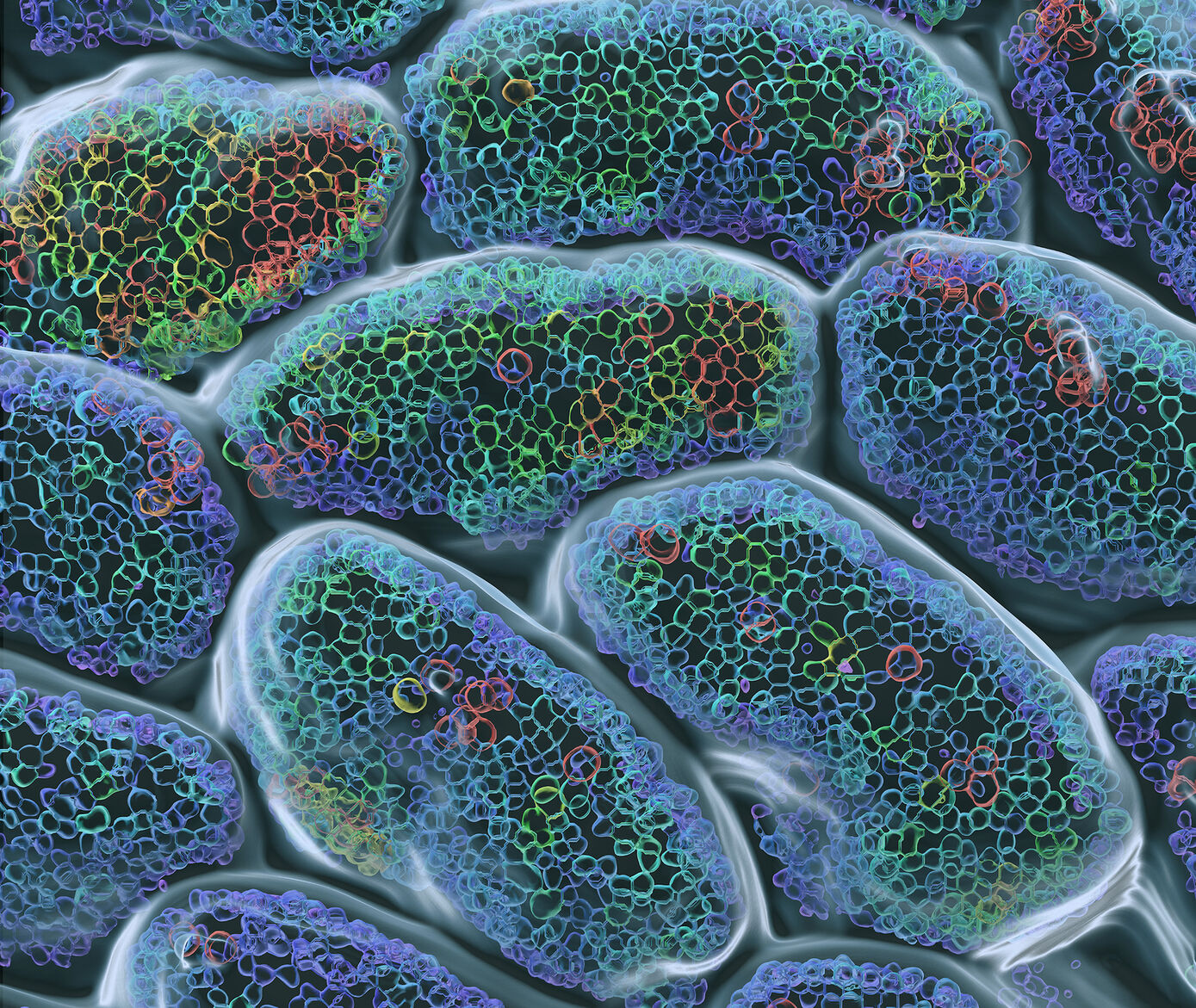 Intravital 2-photon microscopy of villi in the murine small intestine. A fluorecent DNA dye was applied to the gut lumen to label epithelial nuclei. Cells that undergo apoptosis leave the tissue and are sloughed off towards the lumen (yellow and red rings in the upper right corner). Younger epithelial cells are displayed in blue and green. 3D Time series recorded over time periods of minutes or even hours allow the cellular turnover of the gut epithelium to be analysed in vivo.