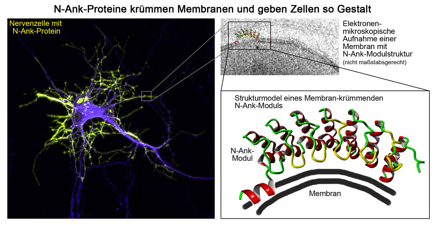 Ankyrin repeats together with another protein structure cause membrane curvatures (right) and thus play a central role in the formation of nerve cells in the ankycorbin protein (left)