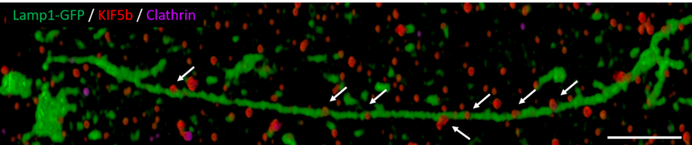 Visualisierung eines Lamp1-positiven Tubulus (grün) in einer U2OS-Zelle und der Assoziation des Motorprotein KIF1B (rot) mit dem Tubulus. Solche Lamp1-positiven Tubuli dienen dem Recyclen von Lysosomen von Autolysosomen. Maßstab: 1 µm.