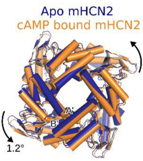 Molecular Dynamics Simulations