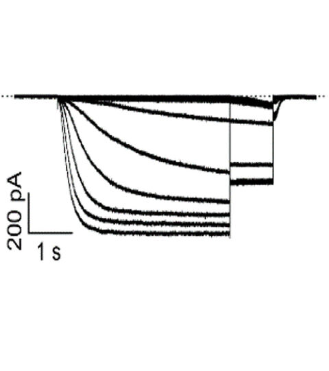 Electrophysiological Techniques