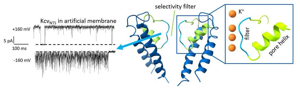 Left: Current traces of a single KcvNTS channel at different membrane voltages. Middle: Structural model of KcvNTS (homology model, O. Rauh, TU Darmstadt). Right: Magnification of the selectivity filter region.