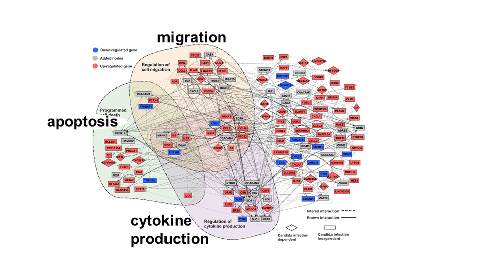 CEACAM6-Ligation verändert die C. albicans-induzierte Genexpression von humanen Neutrophilen. Neutrophile wurden mit einem CEACAM6-spezifischen Antikörper bzw. mit einem Isotyp-Kontrollantikörper vorbehandelt und dann für 2 h mit C. albicans stimuliert. Die RNA wurde isoliert, prozessiert und sequenziert. Die durch die CEACAM6-Ligation verursachten Veränderungen wurden mittels integraler Netzwerkanalyse untersucht. Die erhöhte Apoptose und die de novo Zytokinproduktion wurden in vitro verifiziert.