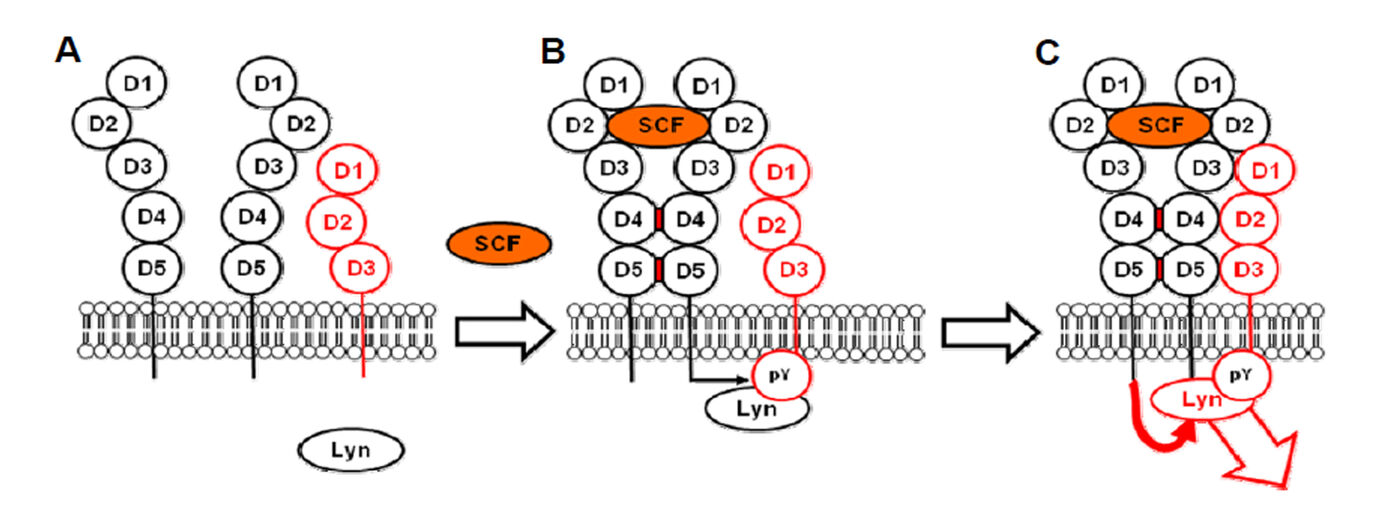 Complex formation of the stemcell factor receptor (c-Kit) with the interleukin-33-receptor (IL-33R)