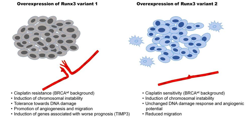 Zum Verständnis der Arzneimittelresistenz bei Eierstockkrebs: Unterschiedliche Funktionen von RUNX3-Transkriptvarianten (TV) bei epithelialem Eierstockkrebs weisen auf TV1 als vermittelnde Eigenschaften im Zusammenhang mit aggressivem Tumorverhalten hin, während TV2 phänotypische Veränderungen induziert, die mit einem verbesserten Überleben der Patientinnen einhergehen (Heinze et al. Cancers 2021, 13, 476).