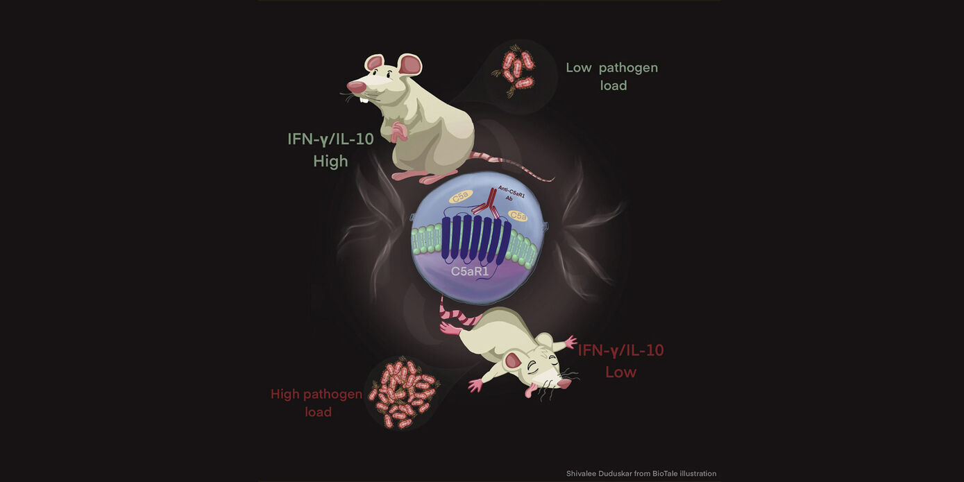 The study by Sommerfeld et al. revealed complement C5a receptor 1 as potential target to treat immunosuppression in sepsis. The ratio of IFN-γ/IL-10 is indicative of high or low pathogen load and informs of the therapeutic usefulness of C5ar1 inhibition, which results in a survival benefit in mice with low pathogen load only. Recent evidence indicates potential of this biomarker for clinical application. Image source: Shivalee Duduskar/ BioTale illustration