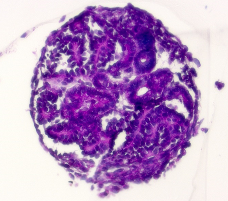 Light microscope image of a histological section of a kidney organoid, which was generated from human pluripotent cells.  