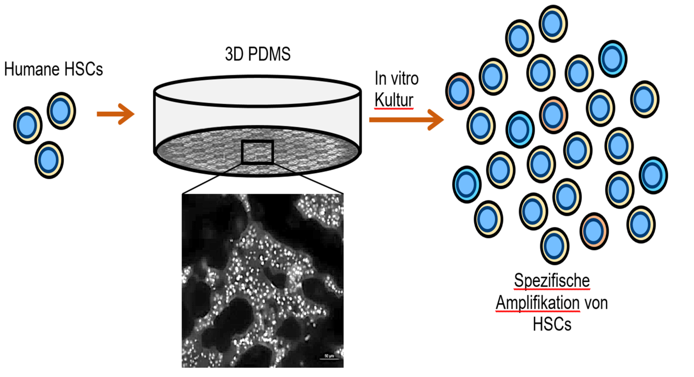 Kultivierung von humanen HSCs auf 3D PDMS Strukturen  zur spezifischen Amplifizierung vor dem klinischen Einsatz