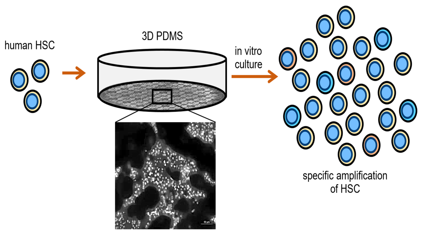 Cultivation of human HSCs on 3D PDMS structures for specific amplification before clinical use 