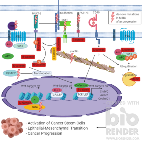 Genmutationen und deren Einfluss auf den ß-Catenin-Signalwegen könnten für die Progression mitverantwortlich sein. 