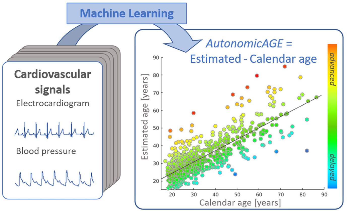 AutonomicAGE bezieht sich auf die Differenz zwischen dem aus biologischen Signalen geschätzten Alter und dem Kalenderalter. Beschleunigte Prozesse des gesunden Alterns führen zu einem erhöhten AutonomicAGE. 