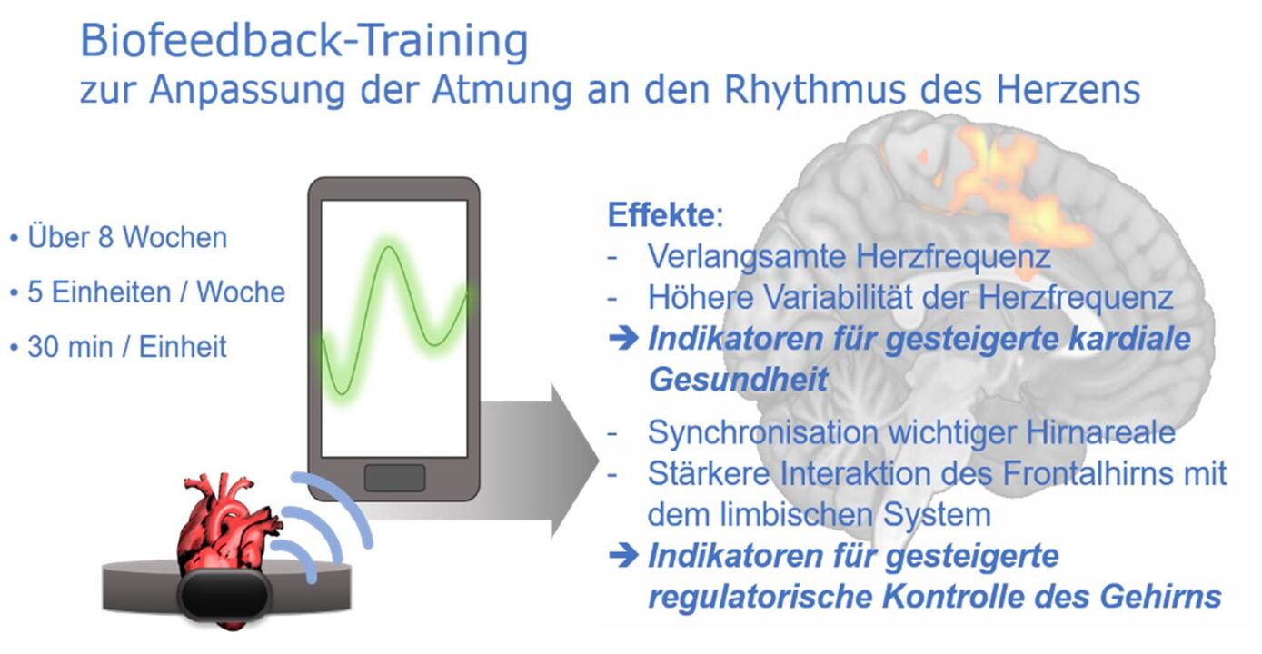 During the biofeedback training, the heart rhythm is measured and visually displayed. Patients then train their breathing to adapt to the course. This has some positive effects on the circulatory system and the brain. 