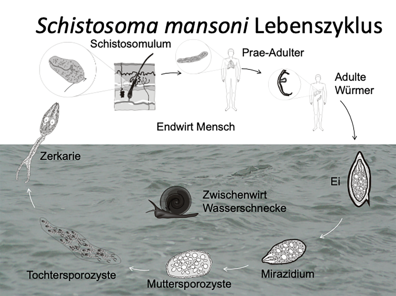 parasitärer Schistosomen-Zyklus , © Holtfreter