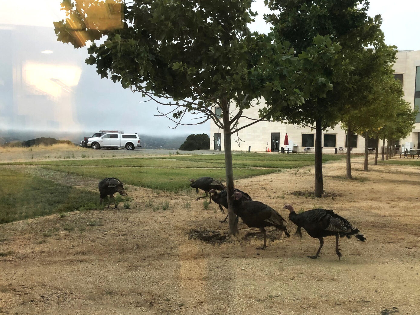 Auf dem riesigen Gelände fühlen sich jede Menge Tiere wohl, es gibt wilde Truthühner, ...