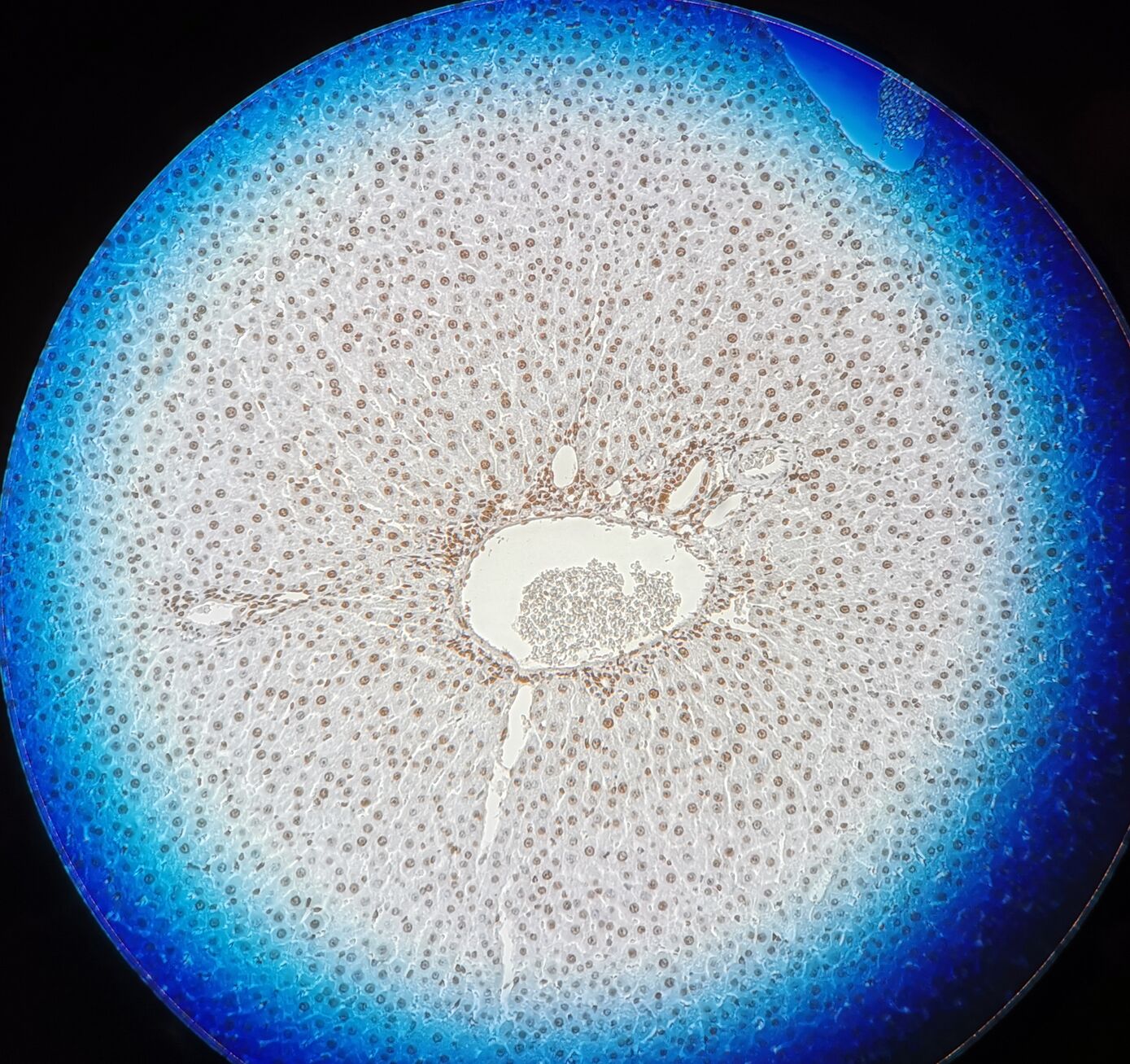 Histologische Ansicht einer Leber (Ratte, HMGB1-Färbung)