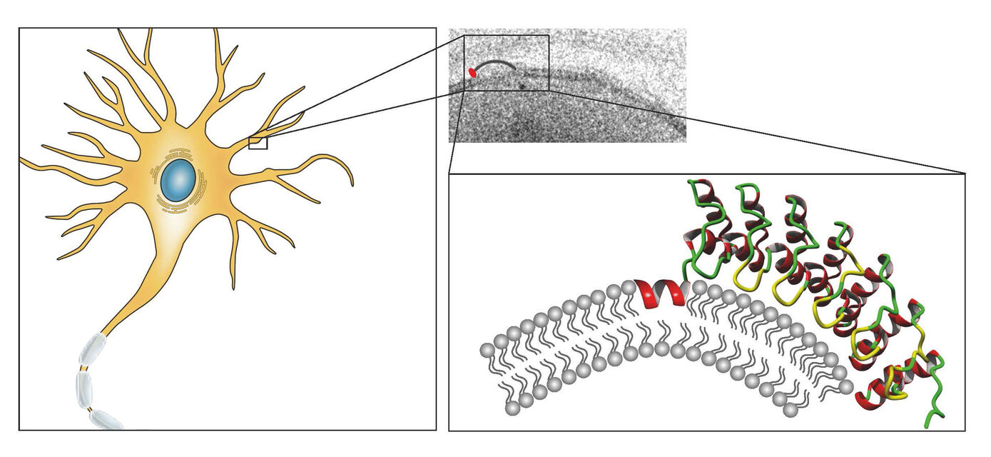 Fig.1: Ankyrin repeats bewirken zusammen mit einer weiteren Proteinstruktur Membrankrümmungen (rechts) und spielen im Protein Ankycorbin so eine zentrale Rolle in der Gestaltbildung von Nervenzellen (links).