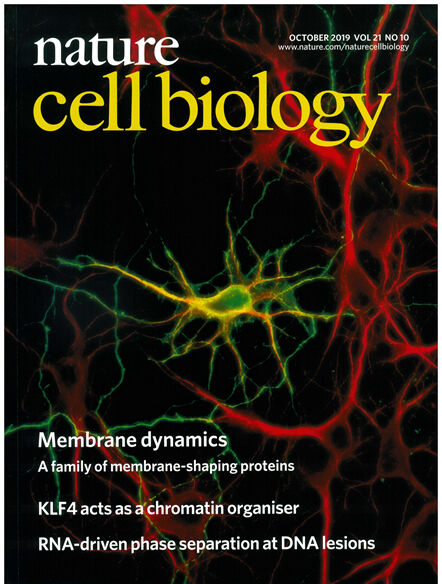 Fig. 2: Titelseite von Nature Cell Biology zur Publikation Wolf et al. (2019).