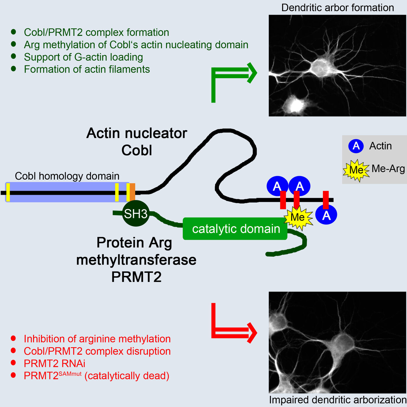 Fig. 4: Modell der PRMT2/Cobl-Komplexbildung, der PRMT2-vermittelten Arginin-Methylierung von Cobl und der Rolle dieser molekularen Mechanismen bei der Aktin-Assoziation und dendritischen Arborisierung (Hou et al. 2018, Dev. Cell).