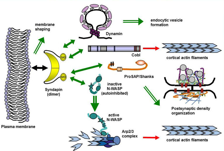 Fig. 5: Syndapine kombinieren Membranformung und Zytoskelett- sowie Gerüstmechanismen.