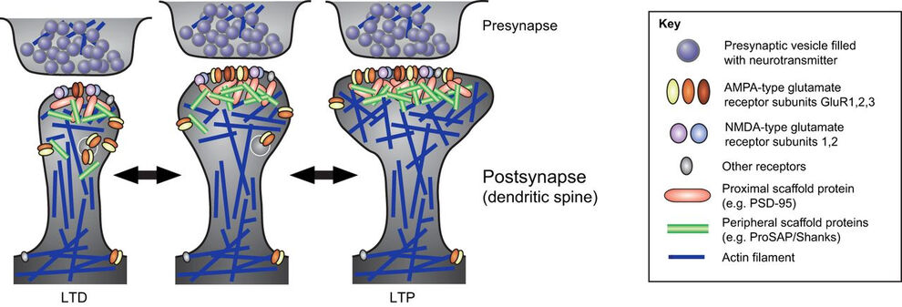 Fig. 6: The postsynaptic compartment and its structural adaptation during synaptic plasticity processes. The majority of glutamatergic excitatory postsynapses are located in F-actin-rich spines that emanate from the dendritic arbor of neurons. Postsynapses are a signal-receiving and signal-processing subcompartment of neuronal cells. The levels of AMPA-type glutamate receptors in the plasma membrane are modulated during synaptic plasticity processes, such as LTD and LTP. In these states, the adapted response to a previously sensed input is either decreased (LTD) or increased (LTP) by the functional and structural remodeling of postsynapses – a cellular correlate of learning processes (Kessels & Qualmann 2015, J. Cell Sci.).