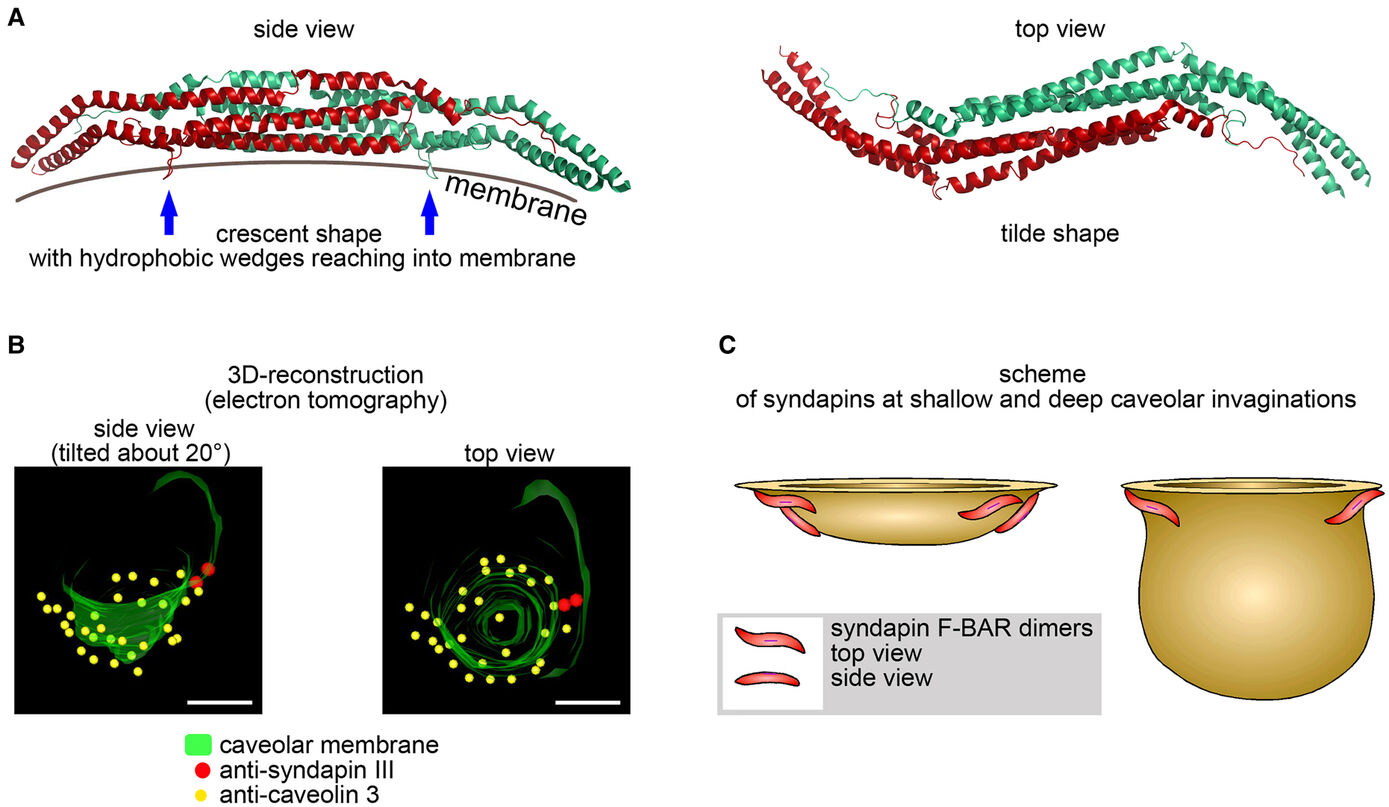 Fig. 7: Syndapin F-BAR-Domänenmodule (Dimere) sind sichel- und tildenförmig und lokalisieren an caveolären Membranbereichen mit komplexen Krümmungen. (A) Struktur des dimeren Syndapin I F-BAR-Domänenmoduls. (B) 3D-Rekonstruktion einer tiefen caveolären Invagination in primären Maus-Kardiomyozyten, die einem Gefrierbruch, einer anti-Caveolin-3- und anti-Syndapin-III-Immunogold-Markierung und einer Elektronentomographie unterzogen wurden (aus Seemann et al. 2017, Abbildung 5h). (C) Schemata der Membrantopologien einer flachen (links) und einer tief invaginierten caveolären Invagination (rechts) mit Platzierung von sichel- und tildenförmigen Syndapinen an Stellen sich ändernder Membrantopologie (Kessels & Qualmann, 2020, Biochem. Soc. Trans.).

