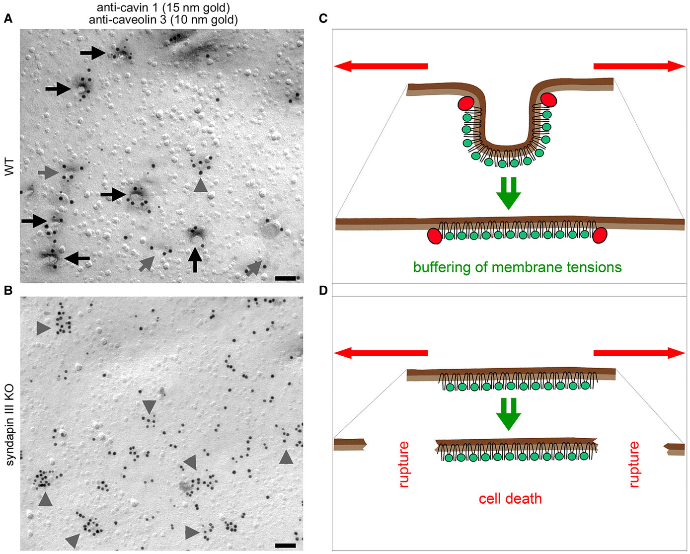 Fig. 8: Syndapins are membrane-shaping proteins crucial for the formation of invaginated caveolar structures buffering membrane tensions. (A and B) Electron micrographs of immunogold labeling of freeze-fractured cardiomyocytes isolated from WT mice (A) and syndapin III KO mice (B). Note that, upon syndapin III KO, caveolar invagination is largely impaired and wide areas of the plasma membrane appear flat. Black arrows, deep caveolae; grey arrows, shallow caveolar structures; arrowheads, clusters of cavin 1 and/or caveolin 3 at flat membrane areas. Bars, 100 nm. (Reproduced from Seemann et al. 2017, Figure 4 Supplement). (C and D) Schematic representation of WT (C) and syndapin III KO (C) plasma membranes with (C) and without (D) invaginated caveolae and the results of forces (red arrows) stretching the membrane. In WT, buffering of membrane tension is possible by caveolar flattening (C). In the absence of syndapin III, which results in the absence of caveolar invaginations as membrane reservoir for tension buffering, membrane rupturing is observed (Kessels & Qualmann, 2020, Biochem. Soc. Trans.).