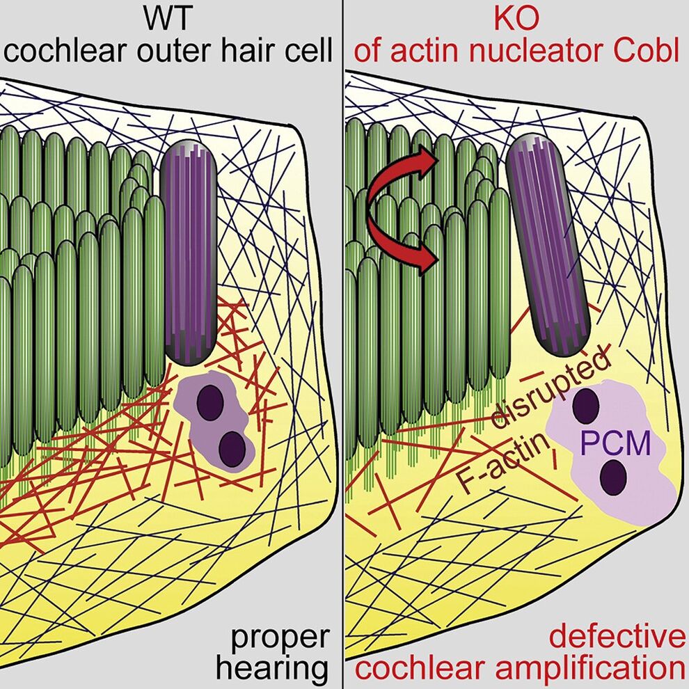 Figure: Model of the cytoskeletal organization of the sensory apparatus of inner hair cells in the cochlea or wildtype and Cobl KO mice (Haag et al. 2018 Cell Rep.)