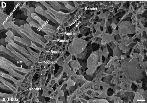 Figure: Brush border-decorated apical cortex of enterocytes visualized by a combination of deep-etching and high-resolution scanning electron microscopy of intestine samples (Beer et al. 2020 Sci. Rep.). 