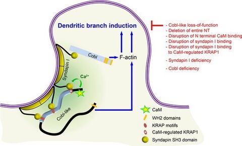 Figure: Model depicting how Cobl and Cobl-like functions in dendritic branch initiation are joined, coordinated, and controlled (Izadi et al. 2021 eLife)