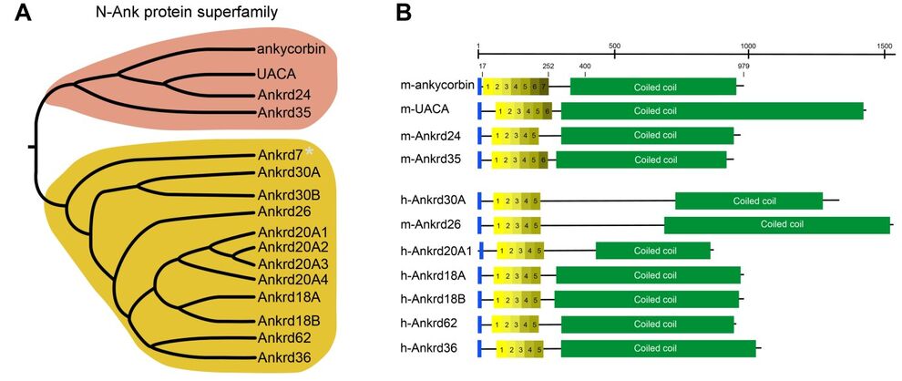 Figure: The N-Ank protein superfamily. A. Cladogram of full-length N-Ank proteins. *, Ankrd7 has a distinct domain topology lacking predicted coiled coil domains. B. Domain organization of 11 different N-Ank proteins shown as examples. Amphipathic helix in blue, ankyrin repeats in different shades of yellow and coiled coil domains in green. Adapted from Wolf et al. 2019 Nat. Cell Biol..