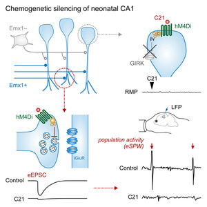 2024 Chemogenetic silencing