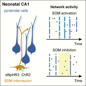 Somatostatin Interneurons