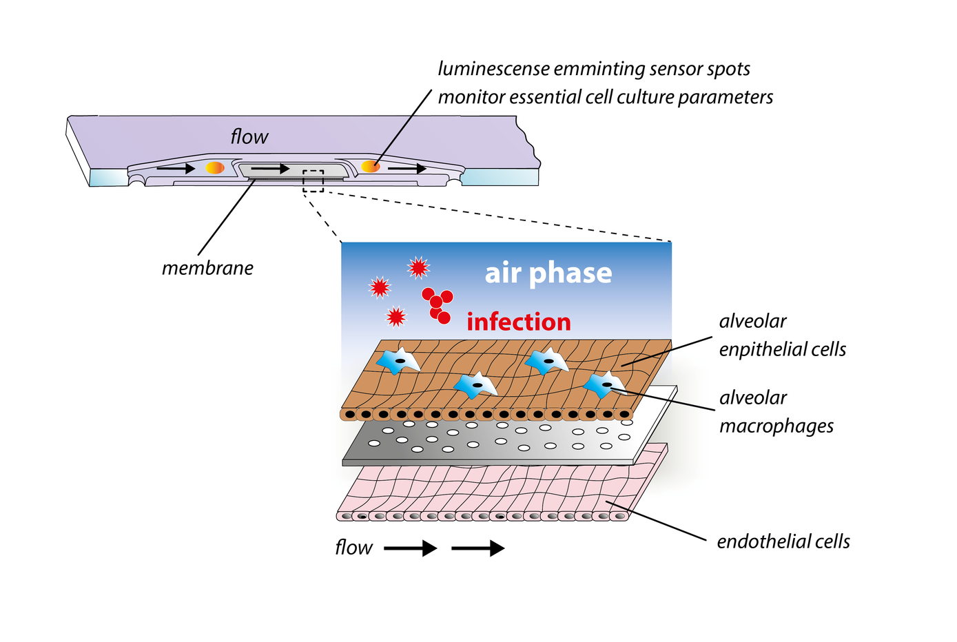 Lung-on-chip based infection model