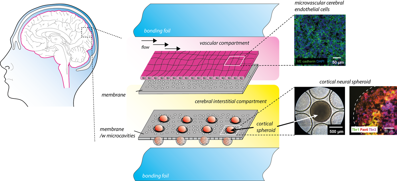 Scheme of Blood-Brain-Barrier-Model within Triple-Chamber-Chip