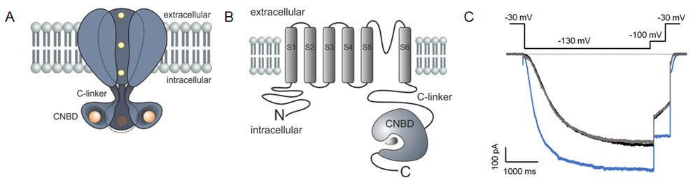 Schematic scheme for HCN channels