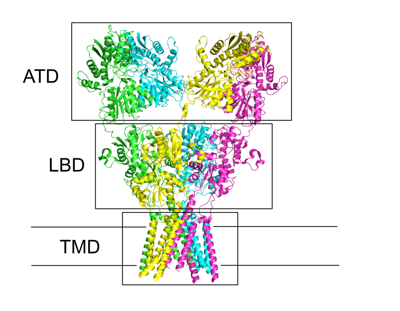 Crystal structure of the AMPA receptor, Dürr et al Cell (2014)