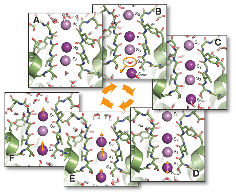 Computergestützte Elektrophysiologie-Simulation von K+-Permeation durch Kaliumkanäle