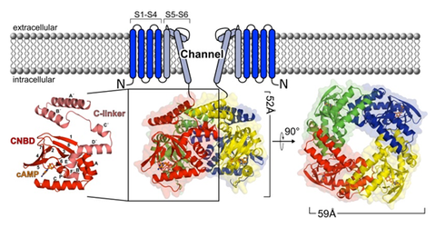 Structure of the cyclic nucleotide-binding domain (CNBD) and the C-linker (CL) region of mouse HCN2J (PDB ID 1q5o)