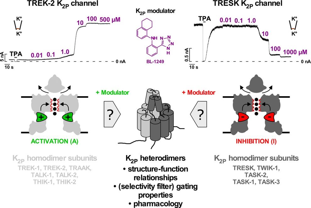 Pharmacology and gating properties of heteromeric and homomeric K2P K+ channels.